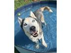 Adopt Alek a Siberian Husky