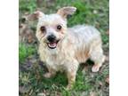Adopt Wylie a Yorkshire Terrier
