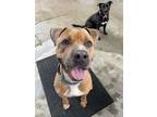 Adopt BRUCE aka BRUCE SPRINGSTEEN a Boxer, Pit Bull Terrier