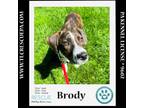 Adopt Brody (New Year's Dears) 010624 a Labrador Retriever, Hound