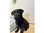 Adopt Onyx a Black Labrador Retriever