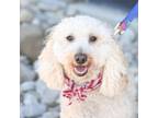 Adopt Ollie a Poodle