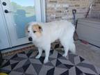 Adopt Apollo - Courtesy Listing a Great Pyrenees