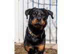 Adopt Harley a Rottweiler