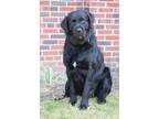 Adopt Bruno a Newfoundland Dog, Retriever