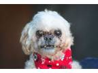 Adopt Chikitin a Shih Tzu, Poodle