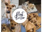 Adopt Buster a Black Mouth Cur, Hound