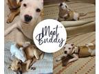 Adopt Buddy a Hound, American Staffordshire Terrier