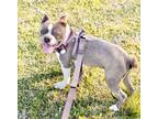 Adopt Sheldon a Boston Terrier