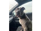 Adopt Bluey a American Staffordshire Terrier, Mixed Breed