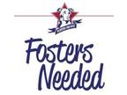 Adopt Fosters Needed! a Pit Bull Terrier