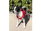 Adopt Tony a Jack Russell Terrier, Rat Terrier