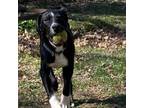 Adopt Lewis a Coonhound, Mixed Breed