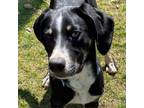Adopt Clark a Coonhound, Mixed Breed