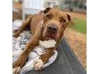 Adopt Odie a Pit Bull Terrier