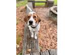 Adopt Tip a Treeing Walker Coonhound