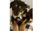 Adopt Oso a Chow Chow, Rottweiler