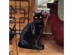 Adopt Mambo a Domestic Short Hair