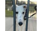 Adopt Igloo a Greyhound