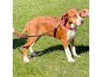 Adopt Bruno a Beagle