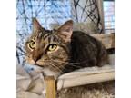 Adopt Josh a Domestic Short Hair, Tabby