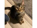 Adopt Holden a Tabby