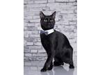 Adopt Guinness a Bombay, Domestic Short Hair