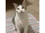 Adopt Link (Lincoln) a Domestic Short Hair