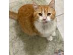 Adopt Big O a American Shorthair