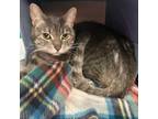 Adopt Mitt a Russian Blue, Domestic Short Hair