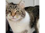 Adopt Gus a Domestic Short Hair