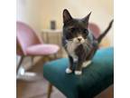 Adopt Kit Kat a Domestic Short Hair