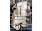 Adopt Chavo a Pit Bull Terrier