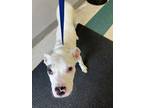 Adopt Kilo a Pit Bull Terrier