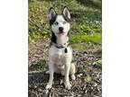 Adopt Hiro a Siberian Husky