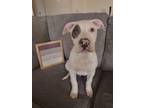 Adopt Popeye a Pit Bull Terrier