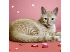 Adopt TAIYO a Domestic Short Hair