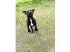 Adopt Tanner a Labrador Retriever, Boxer