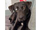 Adopt Broke Buster a Black Labrador Retriever