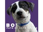 Adopt Bow a Labrador Retriever, Australian Cattle Dog / Blue Heeler