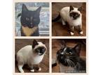 Adopt Pookie & Bear a Snowshoe, Siamese