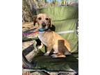 Adopt Murphy a Dachshund