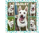 Adopt Hamlet CFS 240015808 a Husky