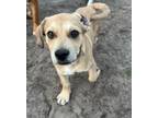 Adopt Jasper a Labrador Retriever, Mixed Breed