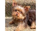 Yorkshire Terrier Puppy for sale in Memphis, TN, USA