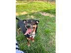 Adopt BarryWhite a Miniature Pinscher