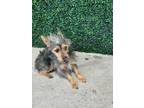 Adopt 55419655 a Terrier, Mixed Breed
