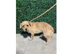Adopt 55419848 a Terrier, Mixed Breed