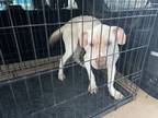 Adopt 55426729 a Pit Bull Terrier, Mixed Breed