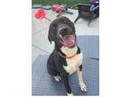 Adopt RICKY BOBBY a Black Labrador Retriever